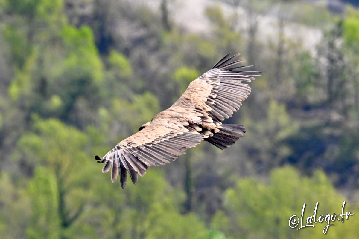 vautours en baronnies - 29 avril 2022 - 15.jpeg