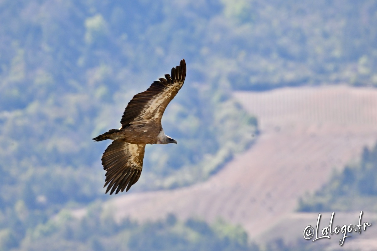 vautours en baronnies - 29 avril 2022 - 31.jpeg