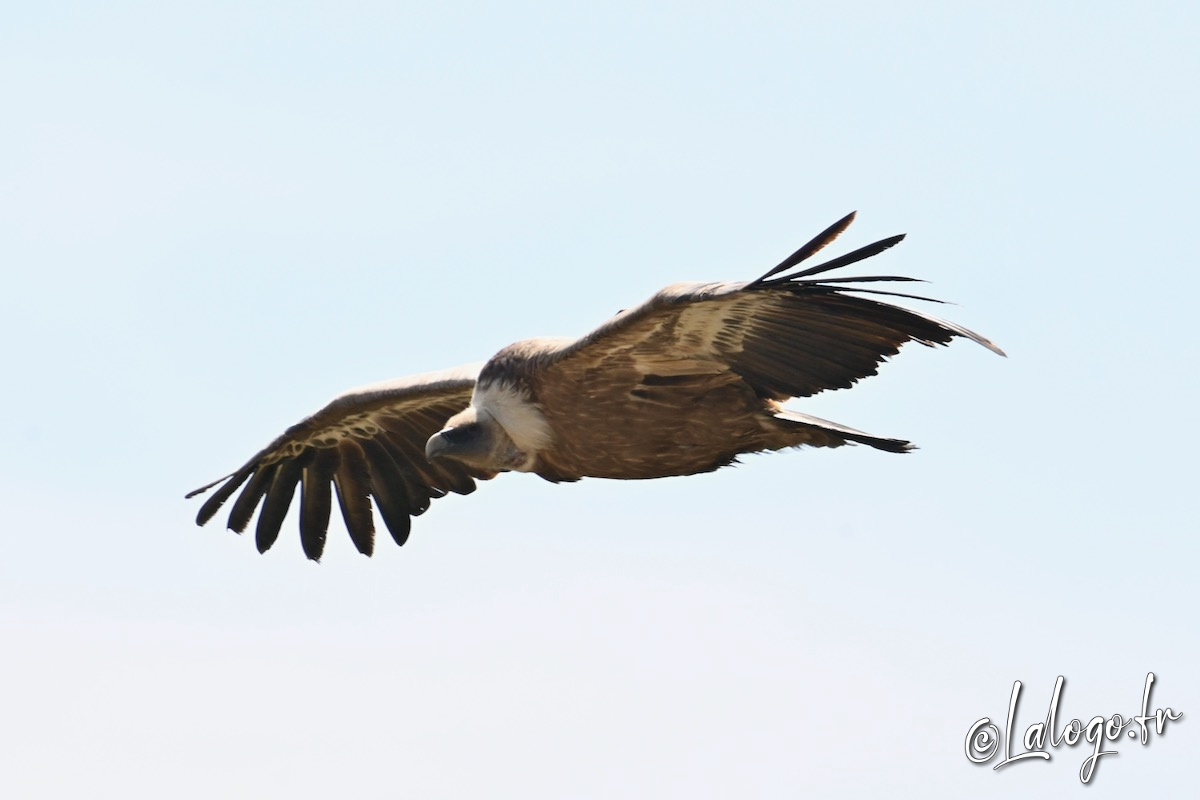 vautours en baronnies - 29 avril 2022 - 38.jpeg