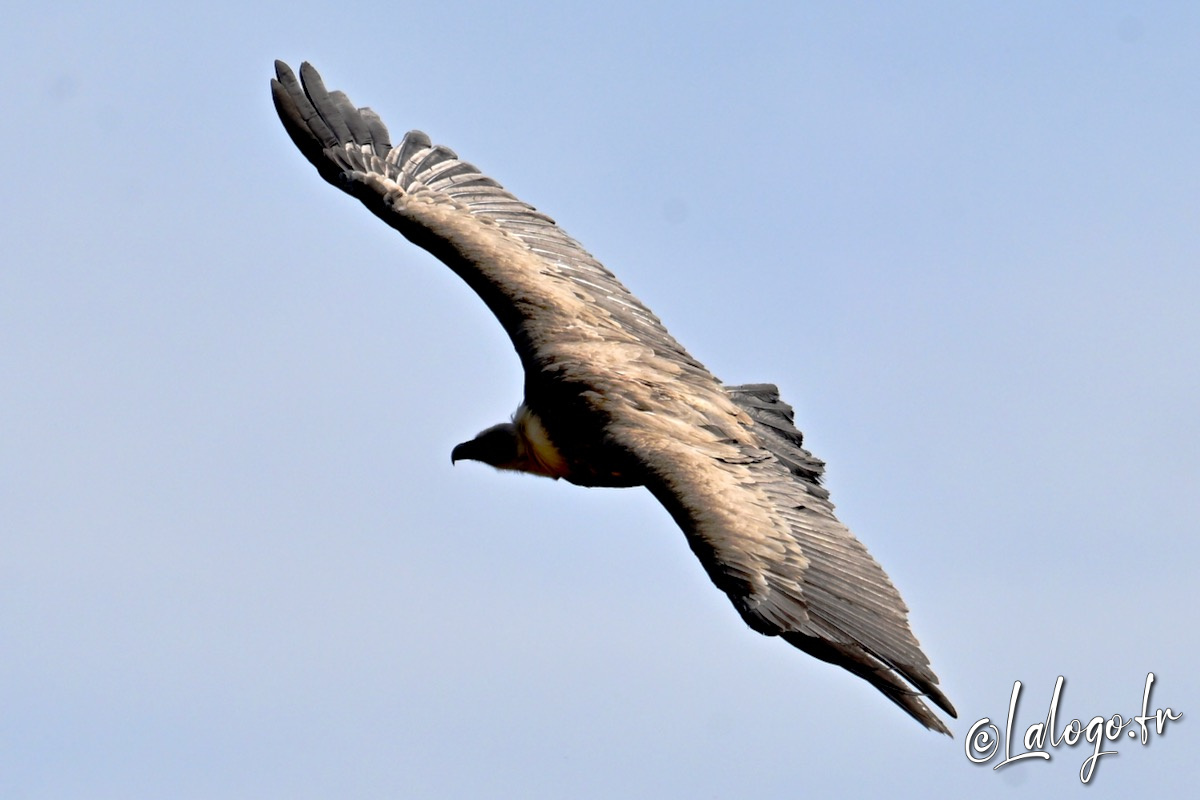 vautours en baronnies - 29 avril 2022 - 47.jpeg