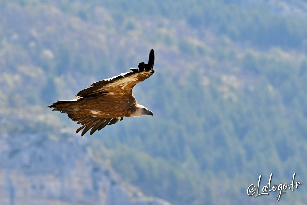 vautours en baronnies - 29 avril 2022 - 55.jpeg