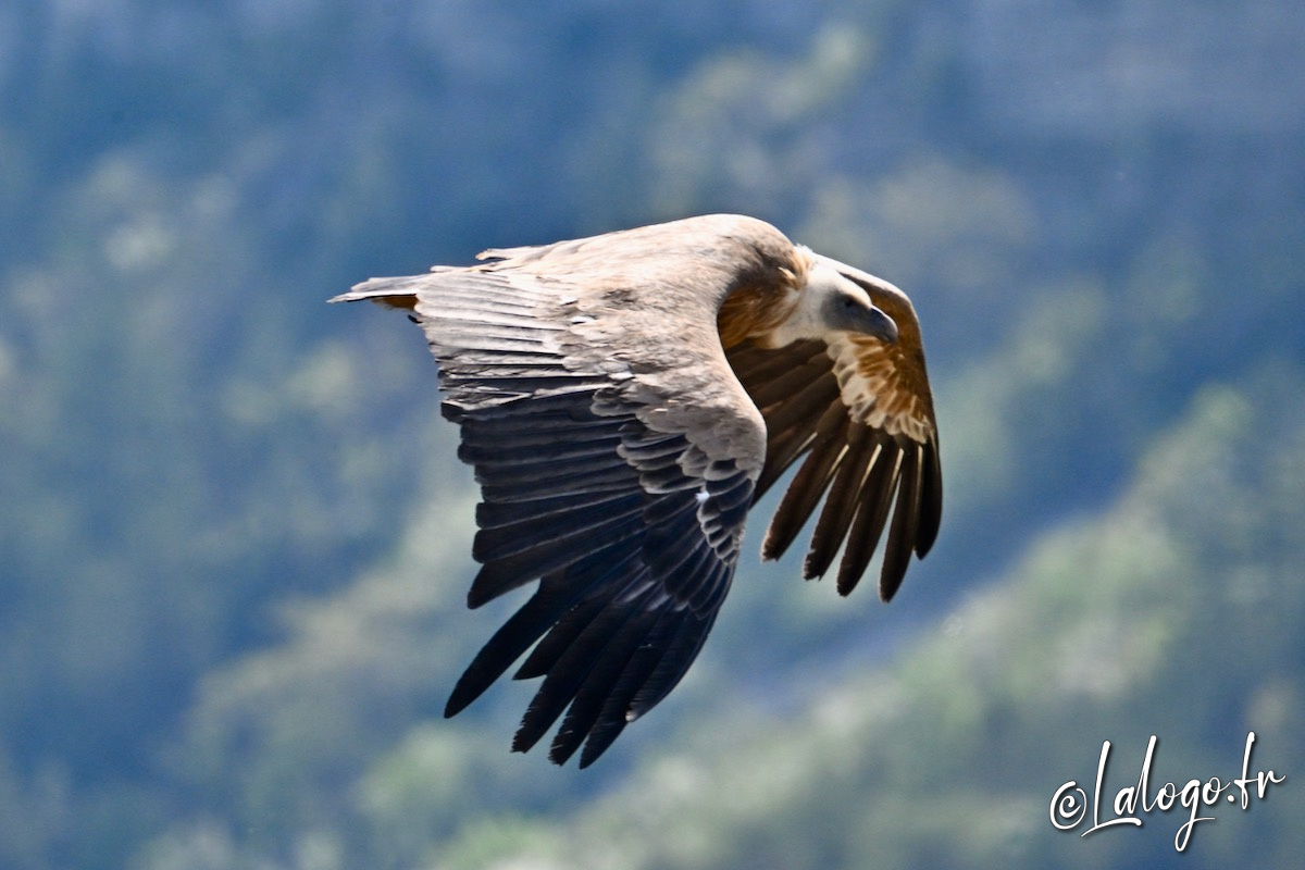 vautours en baronnies - 29 avril 2022 - 70.jpeg